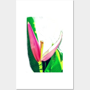 Banana Flower (Musa velutina) Posters and Art